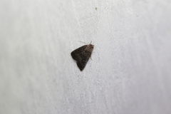 Condica illecta