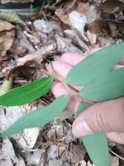 Polygonatum latifolium