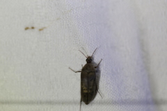 Ripiphoridae