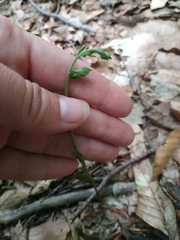 Epipactis microphylla