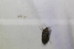 Ripiphoridae