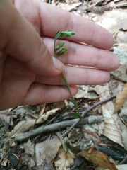 Epipactis microphylla