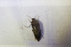 Ripiphoridae