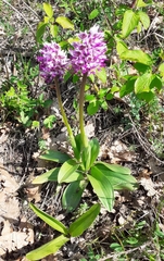 Orchis simia