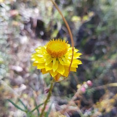 Xerochrysum