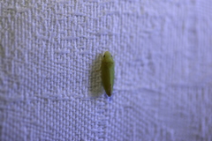 Batracomorphus