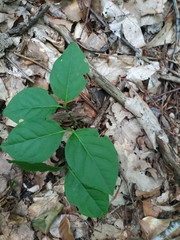 Euonymus latifolius
