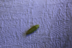 Batracomorphus