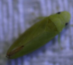 Batracomorphus