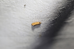 Tachystola hemisema