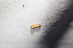 Tachystola hemisema