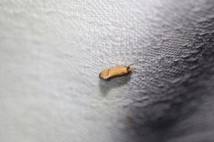 Tachystola hemisema