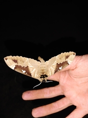 Lophostethus dumolinii