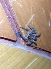Plexippus paykulli