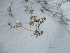 Patrinia rupestris