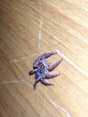 Plexippus paykulli