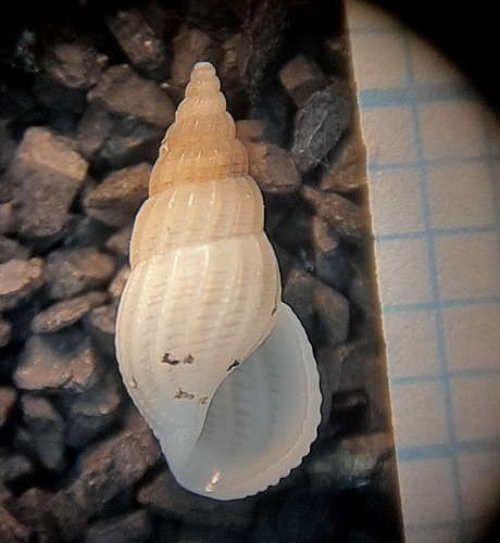 Rissoina bruguieri