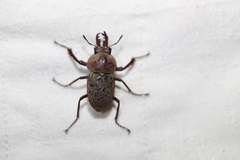 Cacostomus squamosus