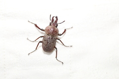 Cacostomus squamosus