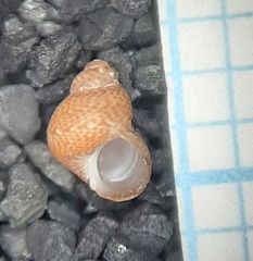 Tricolia tenuis