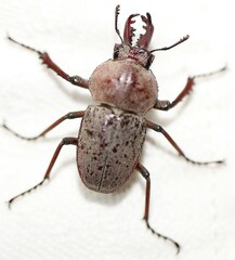 Cacostomus squamosus