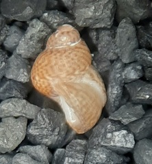 Tricolia tenuis