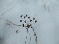 Bupleurum scorzonerifolium