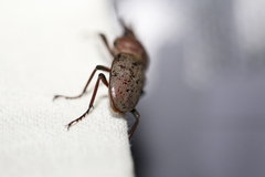 Cacostomus squamosus