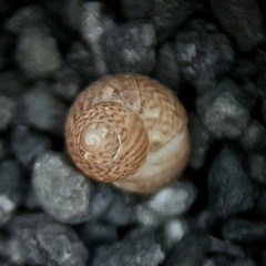 Tricolia tenuis