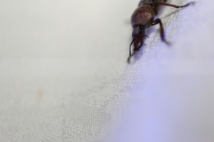 Cacostomus squamosus