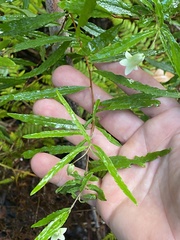 Billardiera scandens