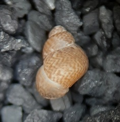 Tricolia tenuis