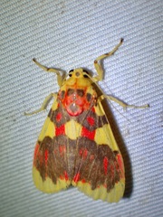 Barsine rubricostata