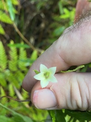 Billardiera scandens