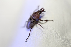 Cacostomus squamosus