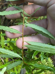 Billardiera scandens