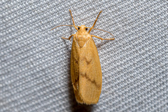 Notata parva