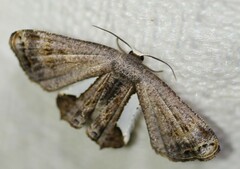 Phazaca decorata