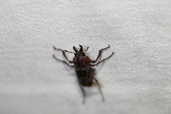 Cacostomus squamosus