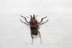 Cacostomus squamosus