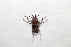 Cacostomus squamosus