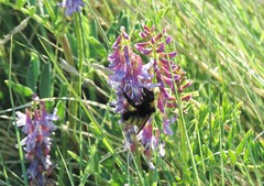 Astragalus bisulcatus