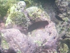 Ophioblennius macclurei