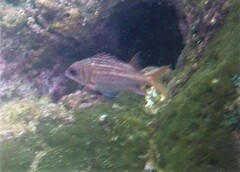 Neoniphon vexillarium
