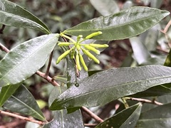 Peddiea africana