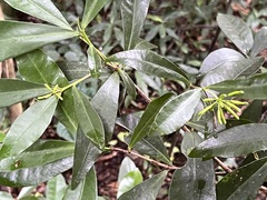 Peddiea africana