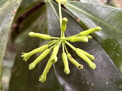 Peddiea africana