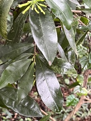 Peddiea africana