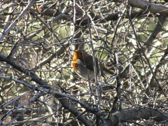 Erithacus rubecula