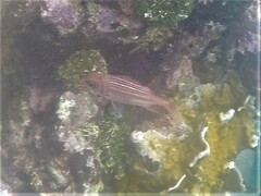 Neoniphon vexillarium